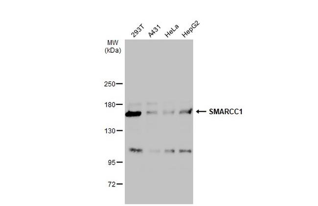 SMARCC1 Antibody in Western Blot (WB)