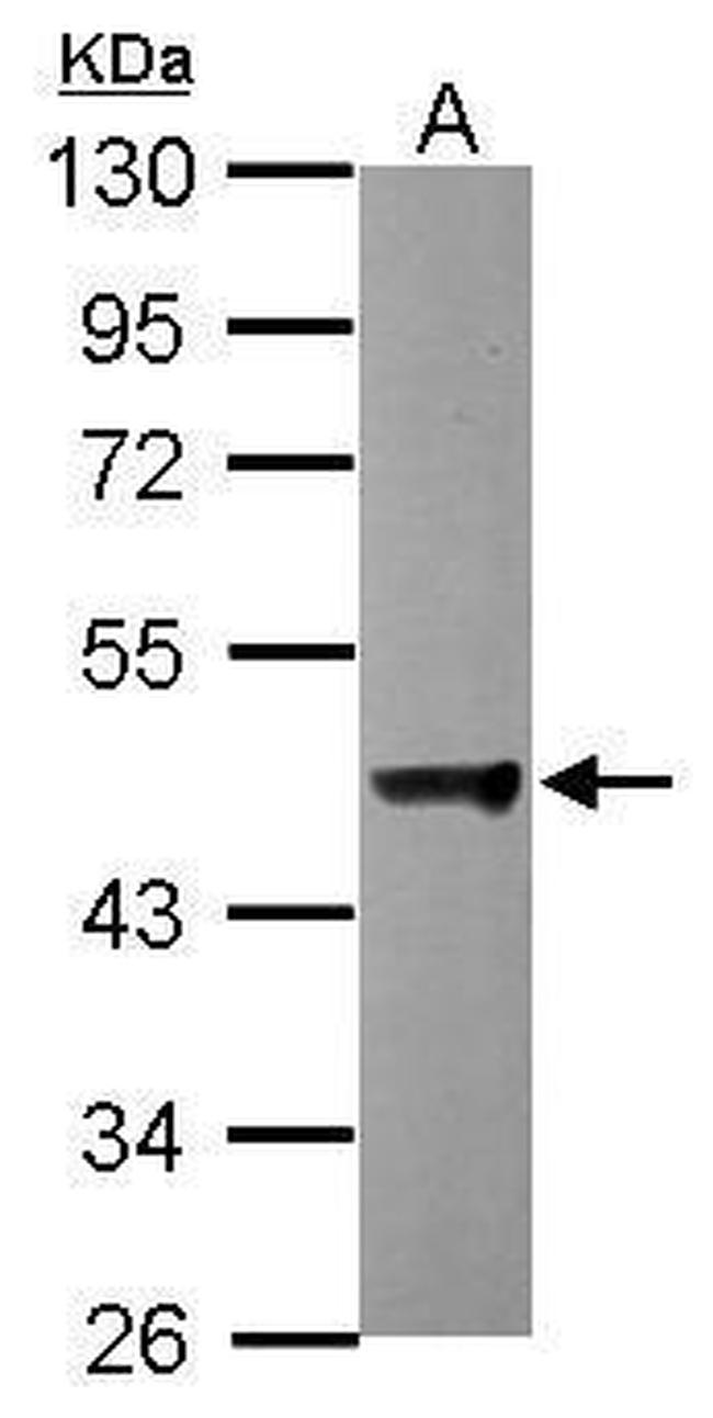 Dynactin 2 Antibody in Western Blot (WB)