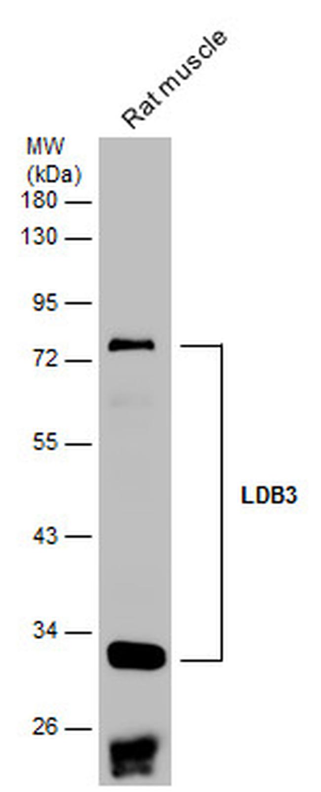 LDB3 Antibody in Western Blot (WB)
