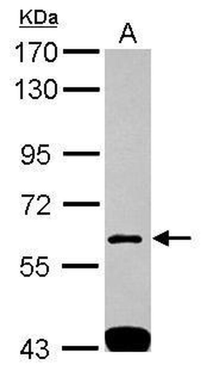 SH3BP1 Antibody in Western Blot (WB)