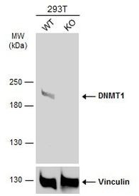 DNMT1 Antibody