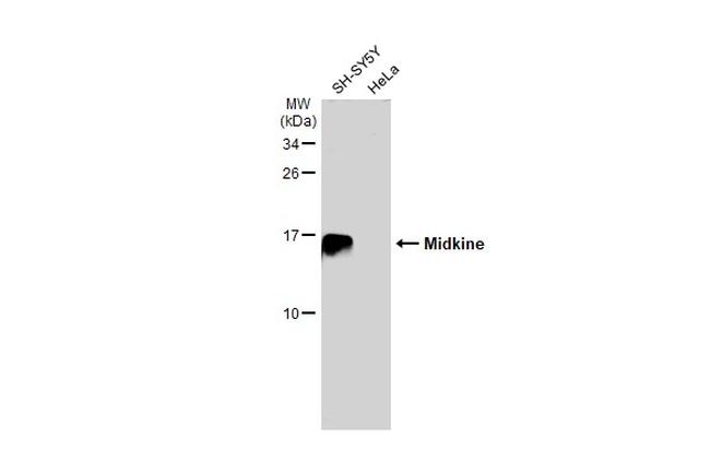 Midkine Antibody in Western Blot (WB)