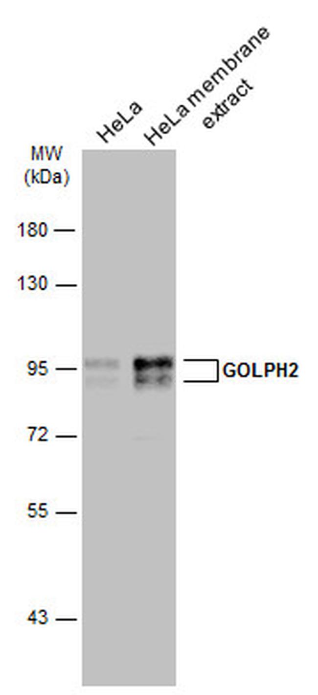 GOLPH2 Antibody in Western Blot (WB)