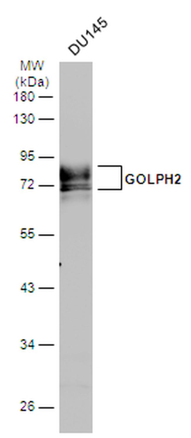 GOLPH2 Antibody in Western Blot (WB)