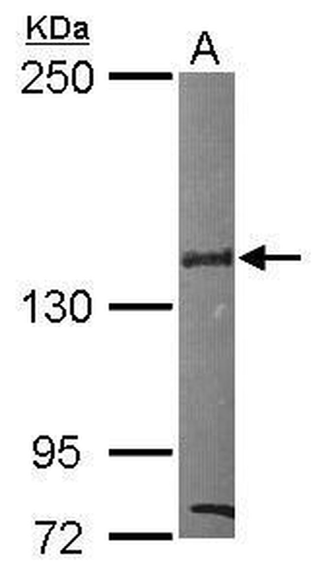 SIN3B Antibody in Western Blot (WB)