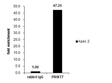 PRMT7 Antibody in ChIP Assay (ChIP)