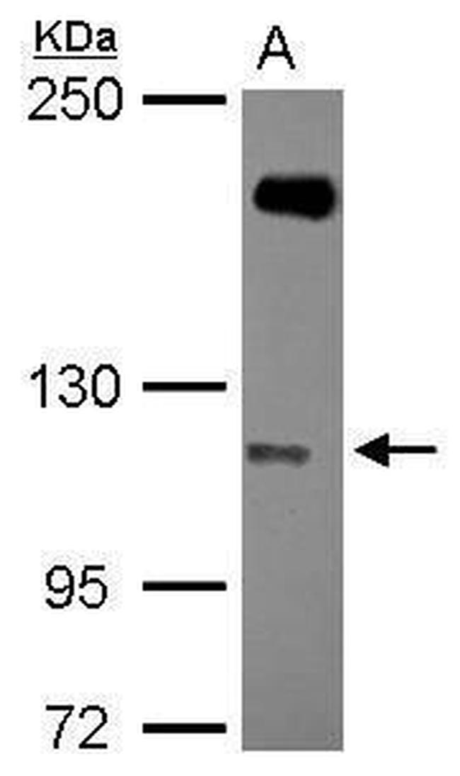 SH3RF1 Antibody in Western Blot (WB)