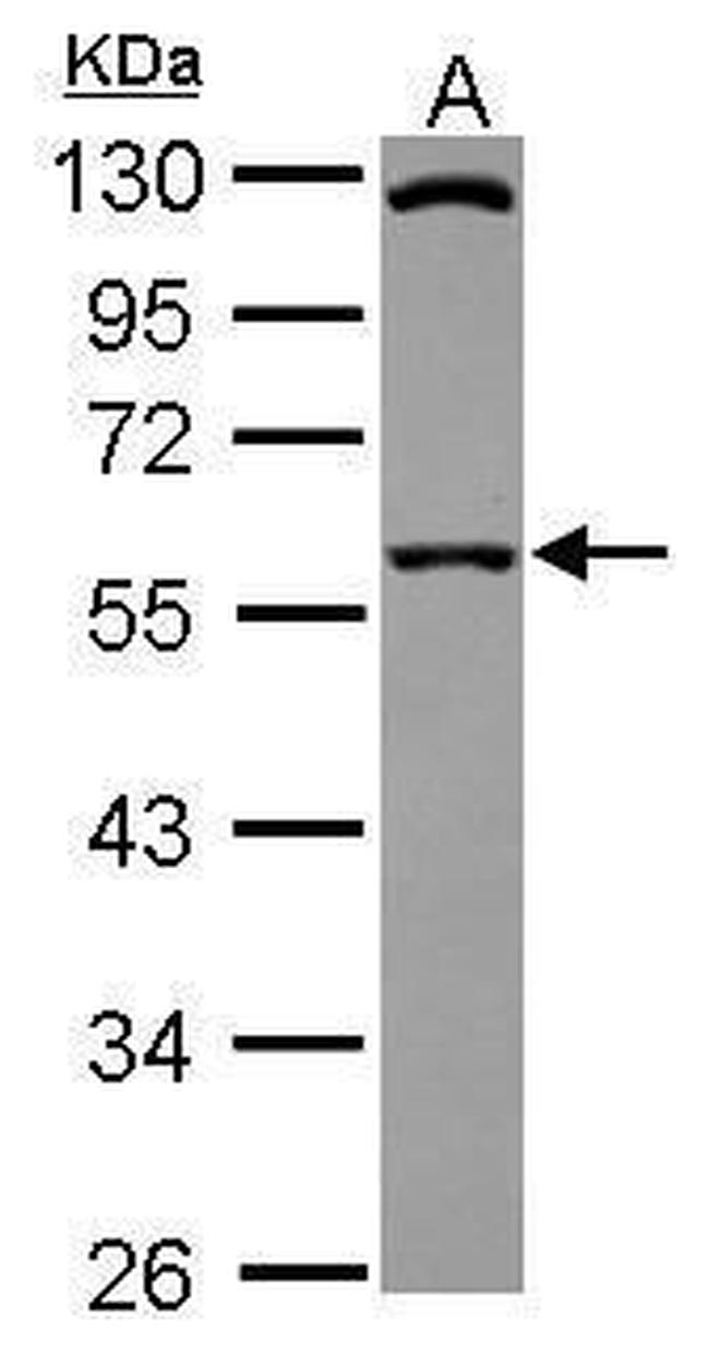 SIL1 Antibody in Western Blot (WB)