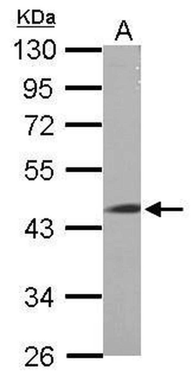 LRRC2 Antibody in Western Blot (WB)