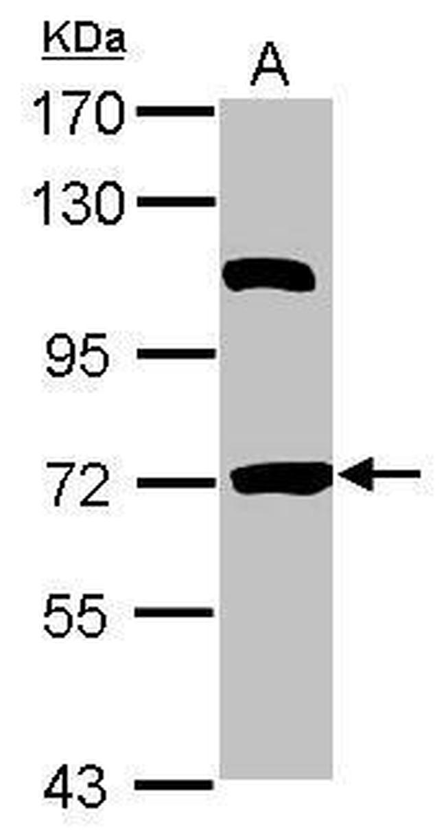 HSPBAP1 Antibody in Western Blot (WB)