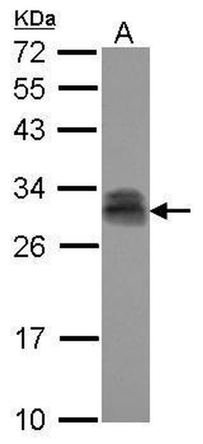 PTTG2 Antibody in Western Blot (WB)