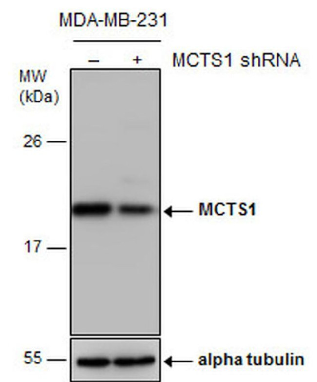 MCTS1 Antibody