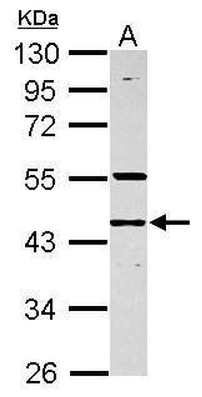 RNF133 Antibody in Western Blot (WB)