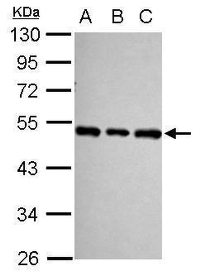 SF3B4 Antibody in Western Blot (WB)