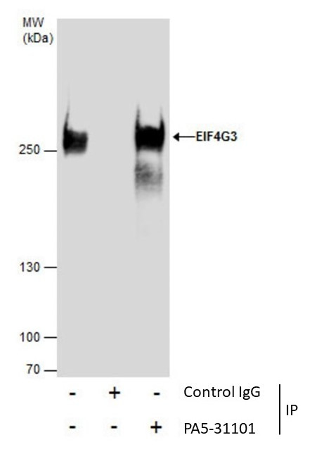 eIF4G3 Antibody in Immunoprecipitation (IP)