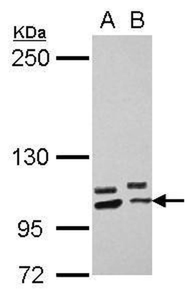 PCDHA10 Antibody in Western Blot (WB)