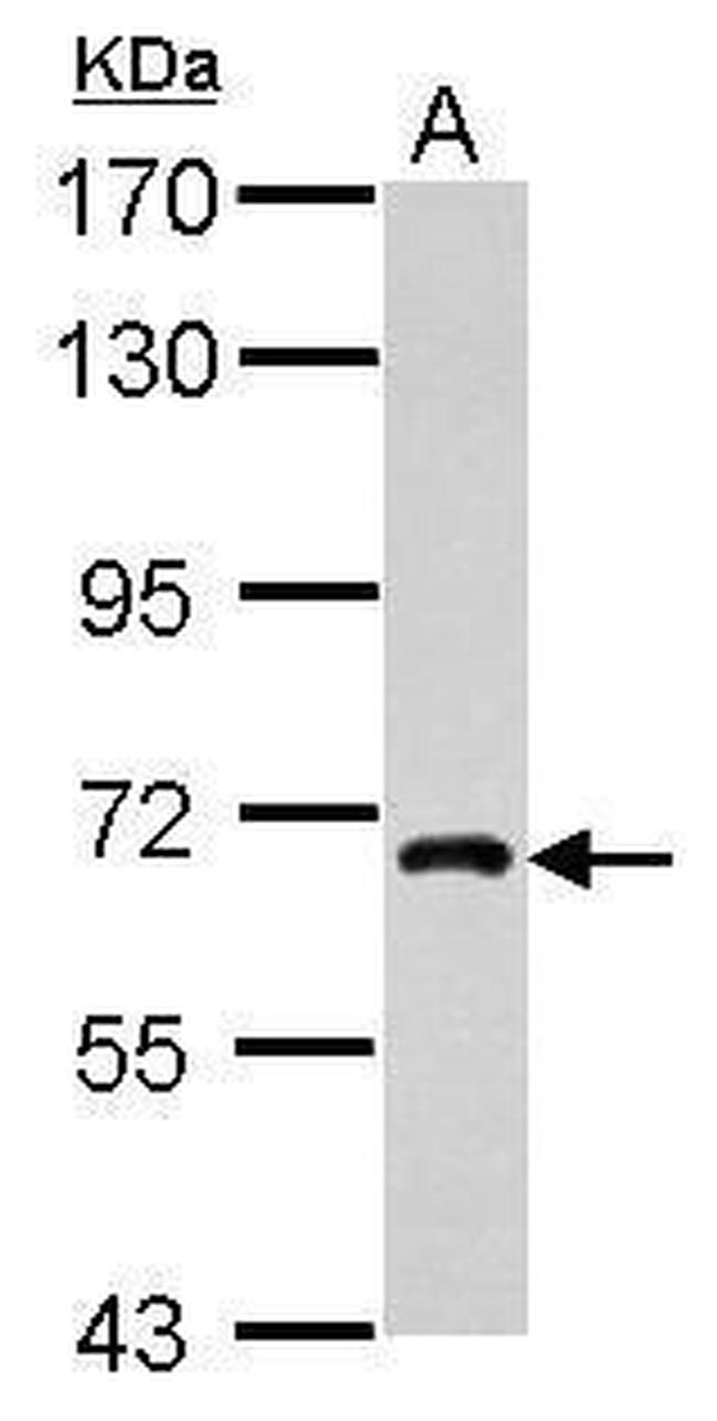 NUFIP1 Antibody in Western Blot (WB)