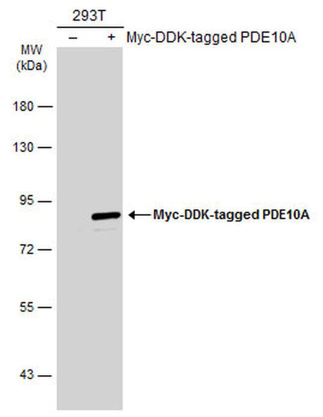 PDE10A Antibody in Western Blot (WB)