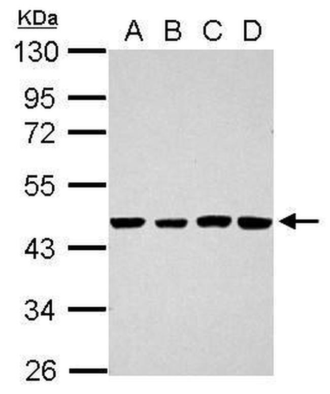TSCOT Antibody in Western Blot (WB)