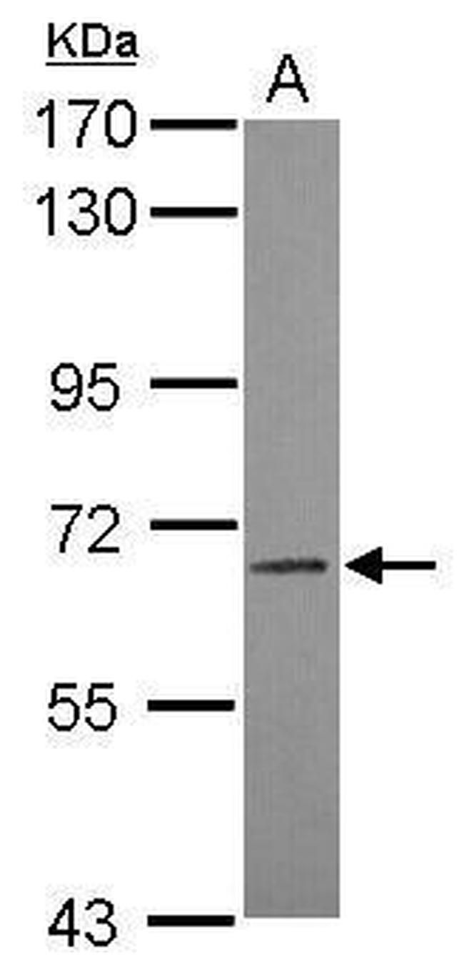 LILRB3 Antibody in Western Blot (WB)