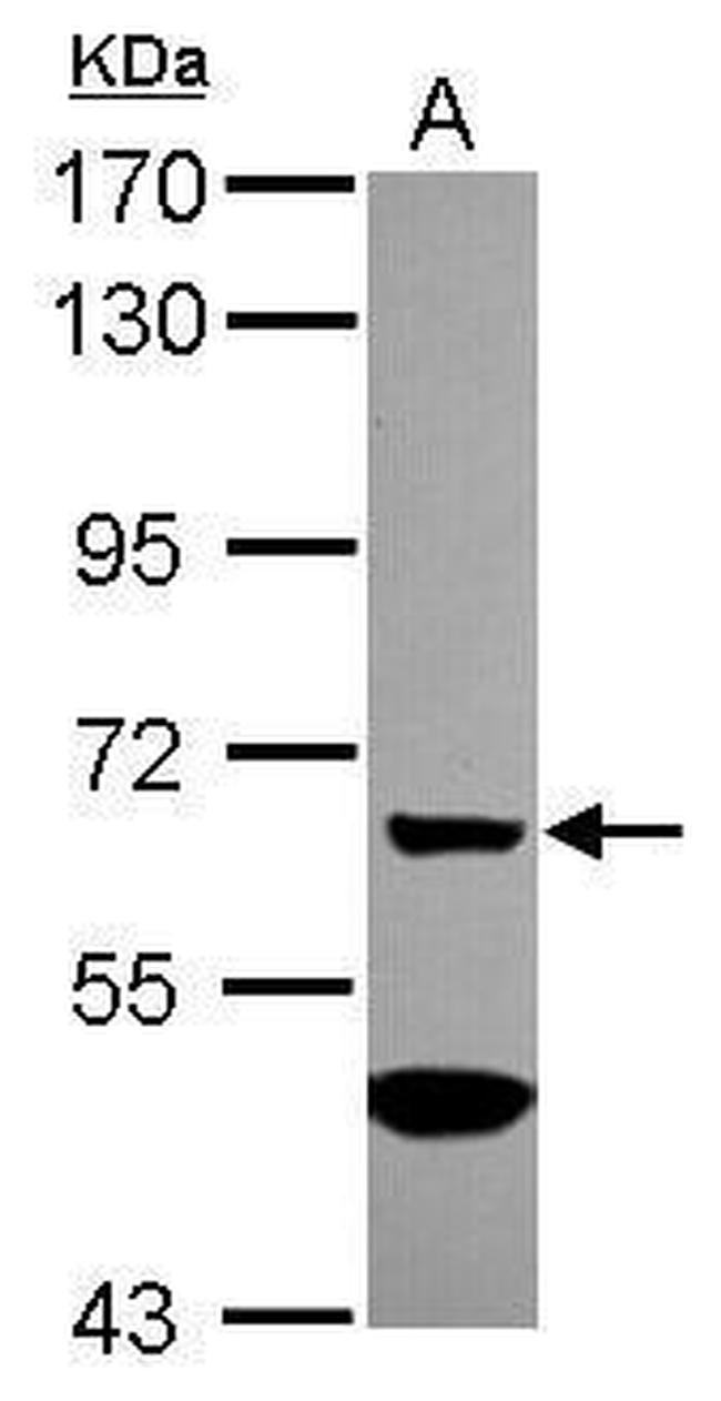MGAT4A Antibody in Western Blot (WB)