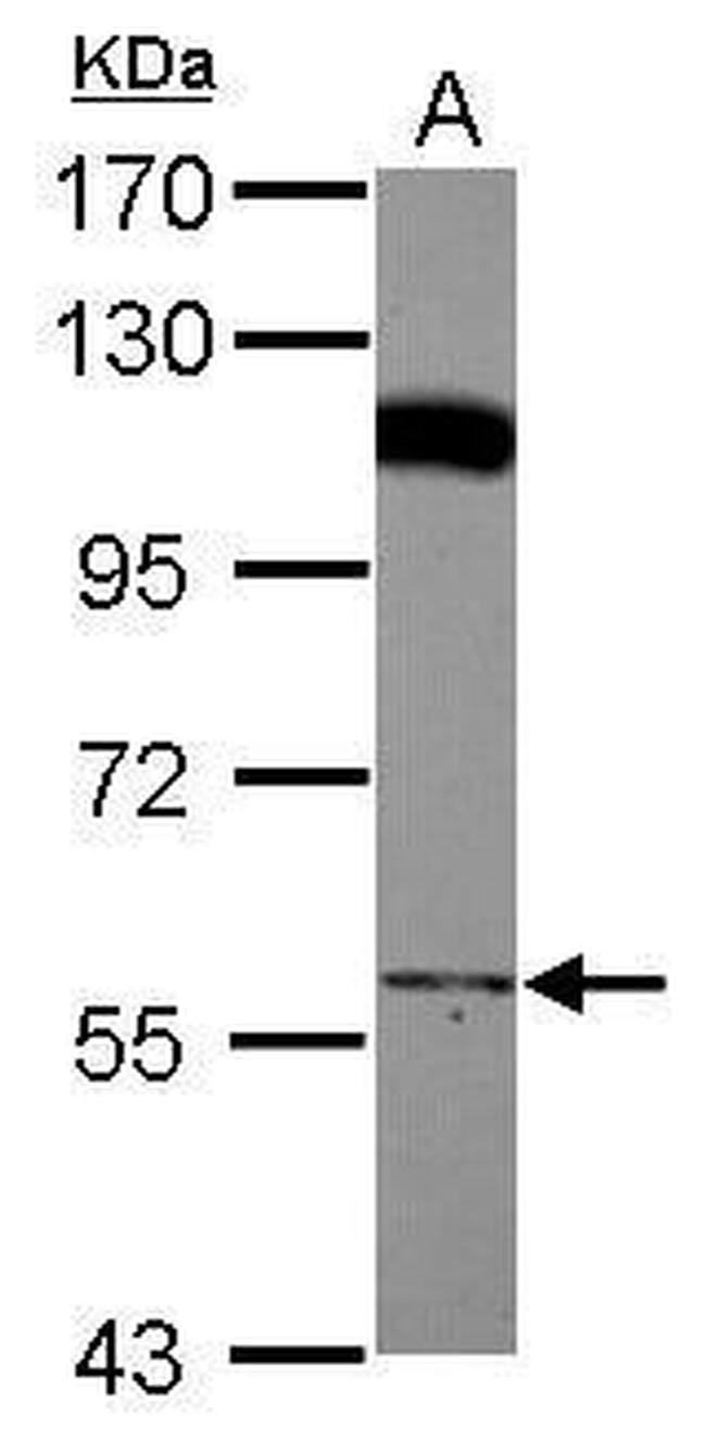 PCYOX1 Antibody in Western Blot (WB)