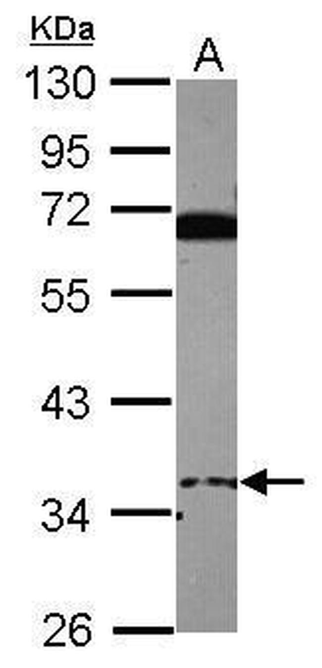 EID3 Antibody in Western Blot (WB)