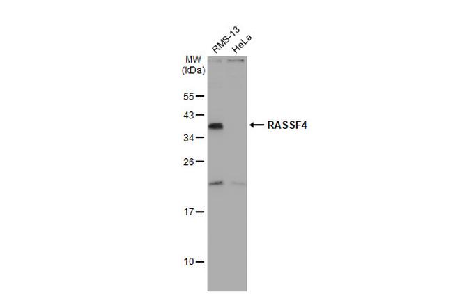 RASSF4 Antibody in Western Blot (WB)