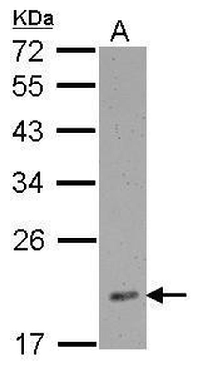 RPL12 Antibody in Western Blot (WB)