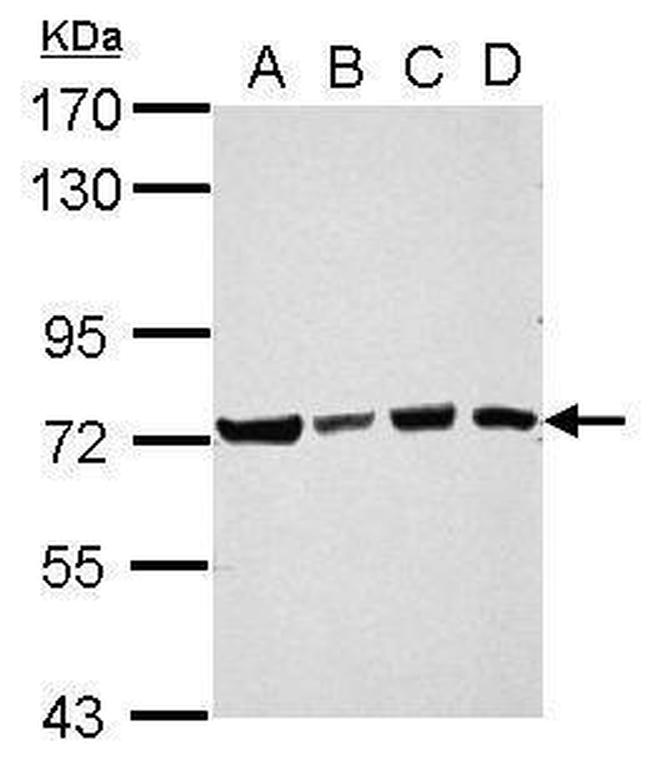 Ubiquilin 4 Antibody in Western Blot (WB)