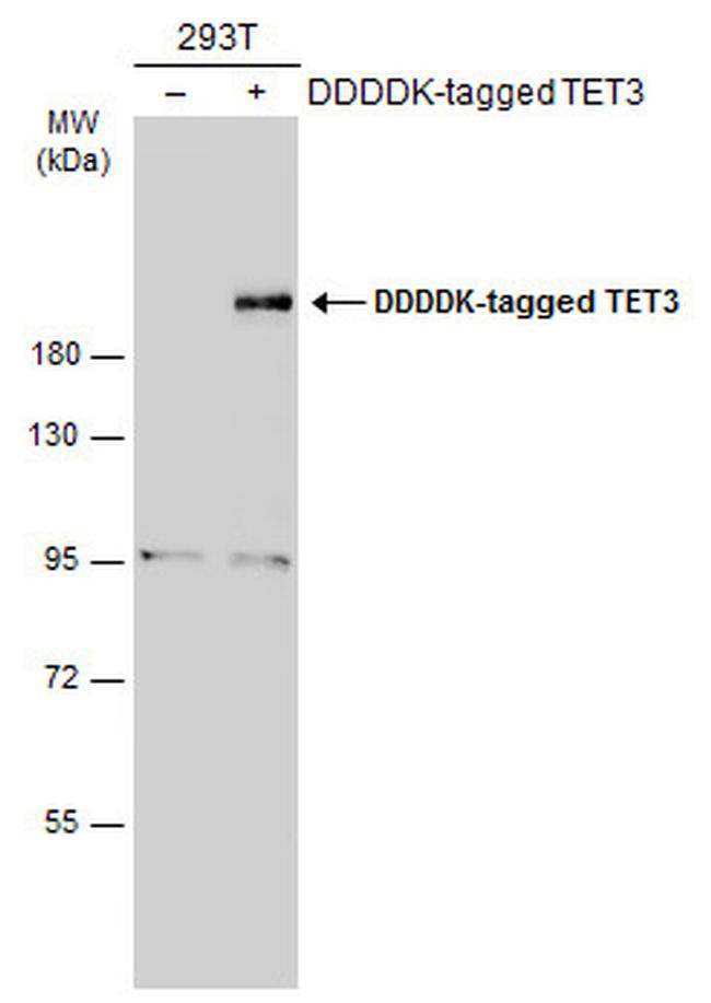 TET3 Antibody in Western Blot (WB)