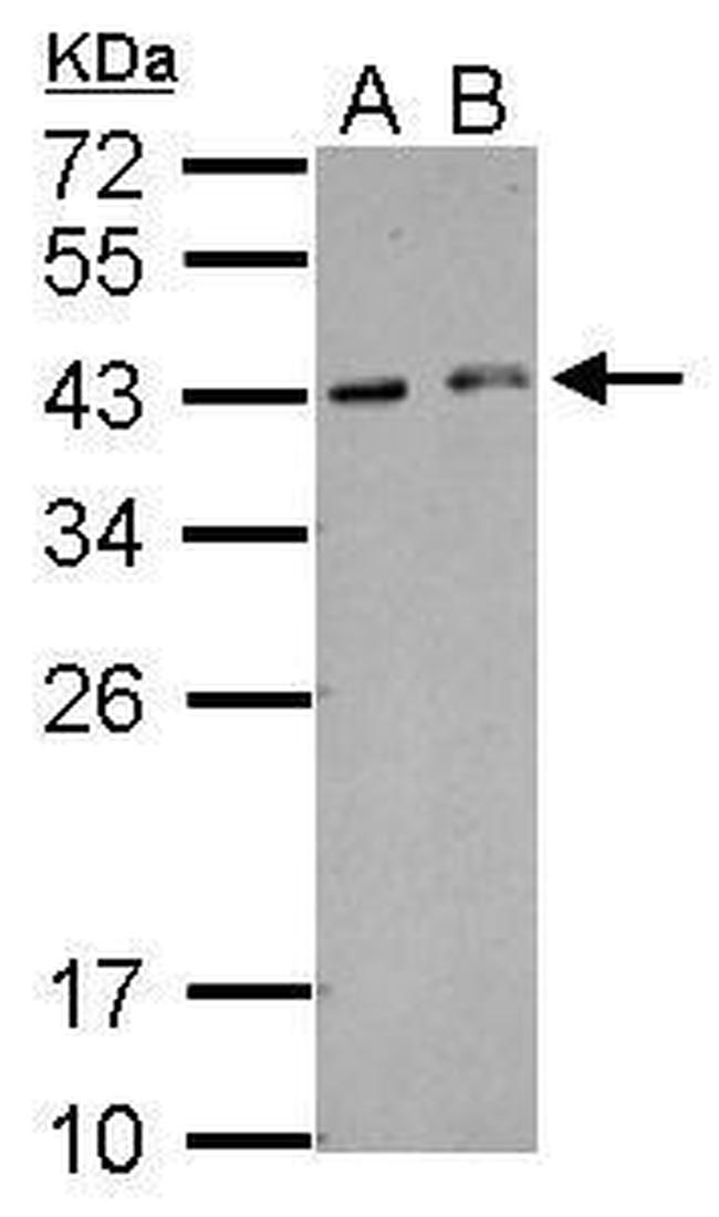 HEXIM2 Antibody in Western Blot (WB)