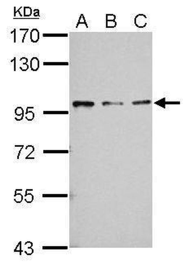 RASA4 Antibody in Western Blot (WB)