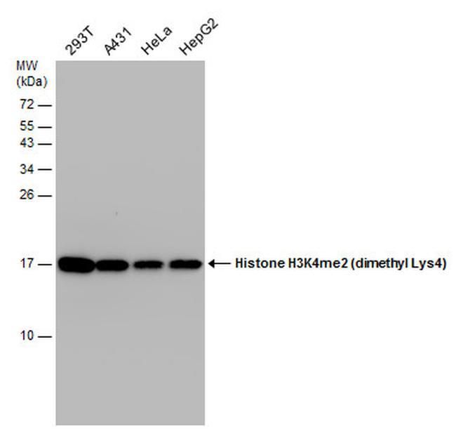 H3K4me2 Antibody in Western Blot (WB)