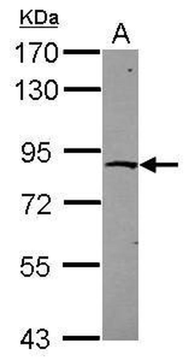 ZNF234 Antibody in Western Blot (WB)