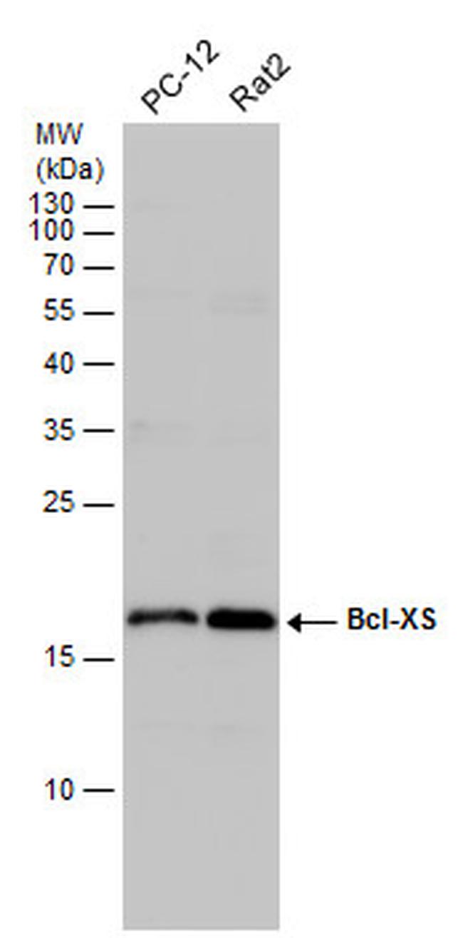Bcl-xS Antibody in Western Blot (WB)