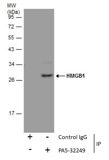 HMGB1 Antibody in Immunoprecipitation (IP)