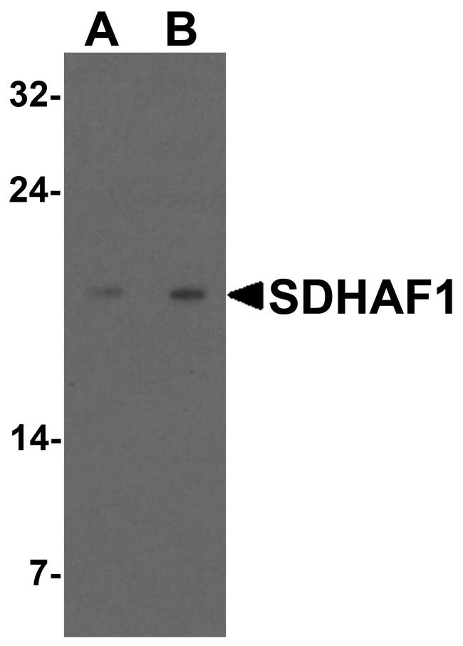 SDHAF1 Antibody in Western Blot (WB)