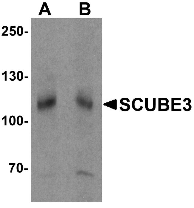 SCUBE3 Antibody in Western Blot (WB)