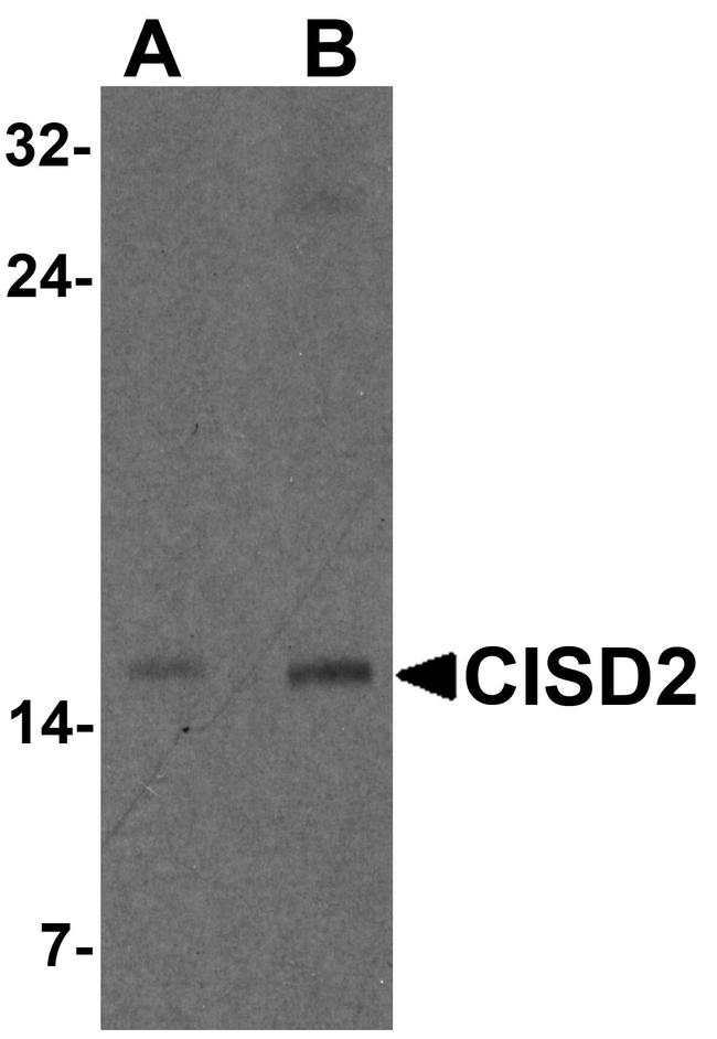 CISD2 Antibody in Western Blot (WB)