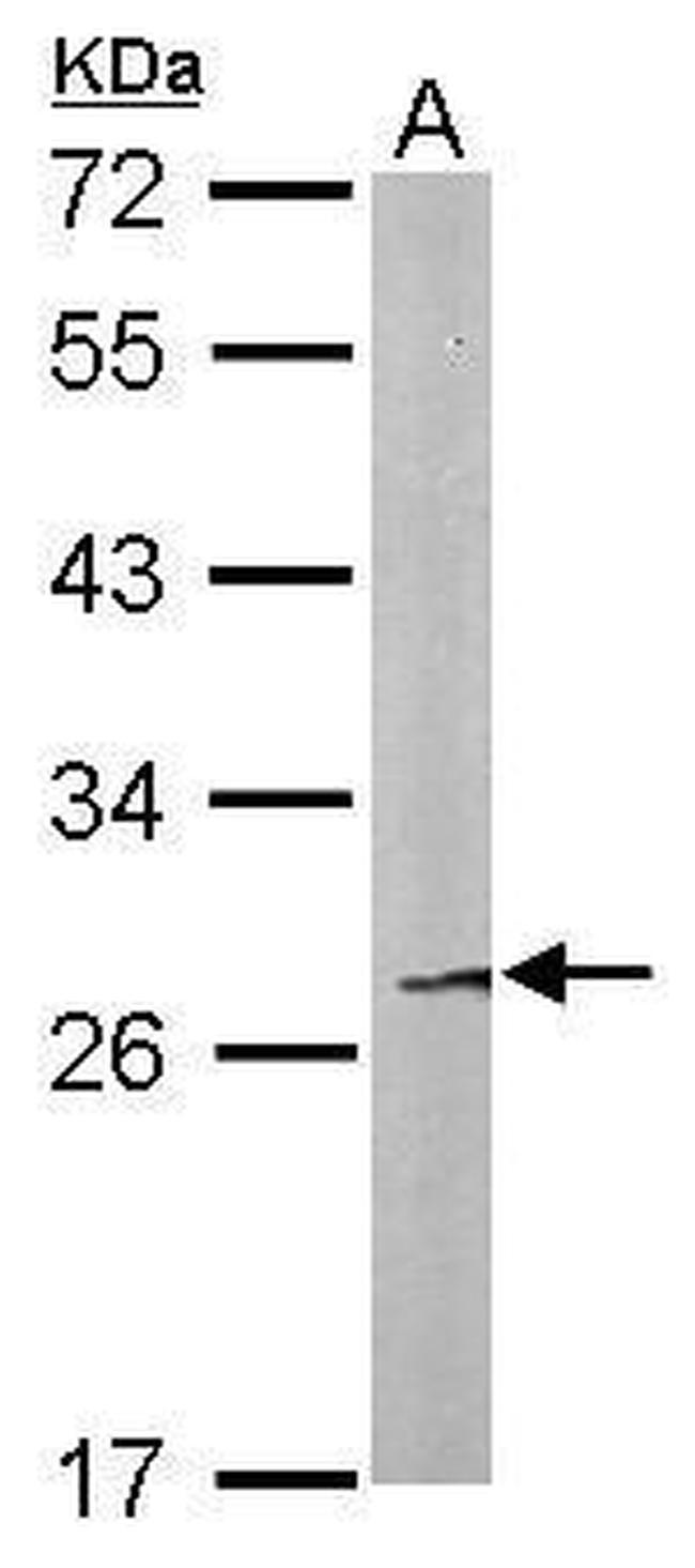 FAM122B Antibody in Western Blot (WB)