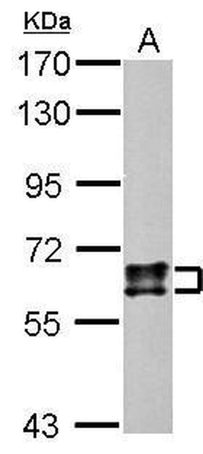 CRMP1 Antibody in Western Blot (WB)