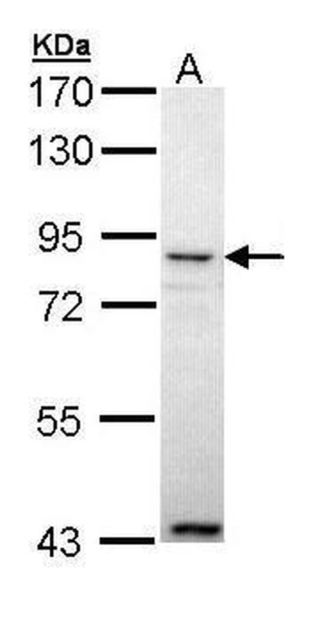 Angiopoietin 4 Antibody in Western Blot (WB)