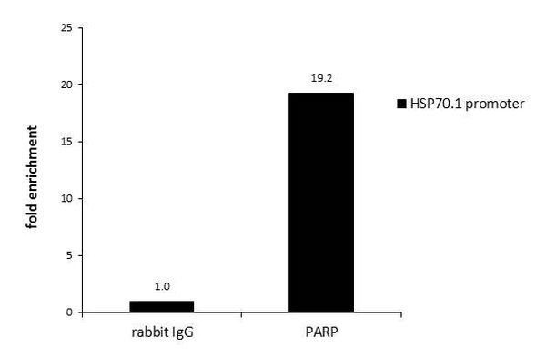 PARP1 Antibody in ChIP Assay (ChIP)