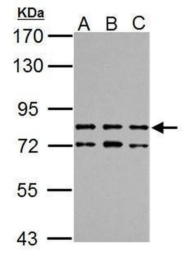TTC14 Antibody in Western Blot (WB)