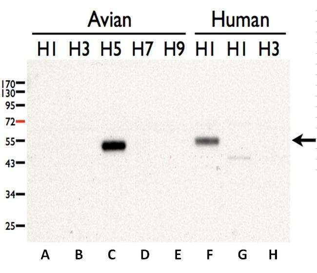 Avian Influenza H5N3 HA Antibody in Western Blot (WB)