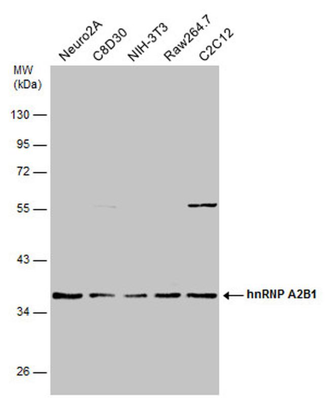 hnRNP A2B1 Antibody in Western Blot (WB)