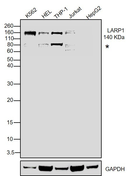 LARP1 Antibody