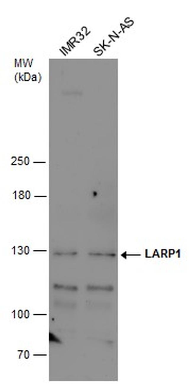 LARP1 Antibody in Western Blot (WB)