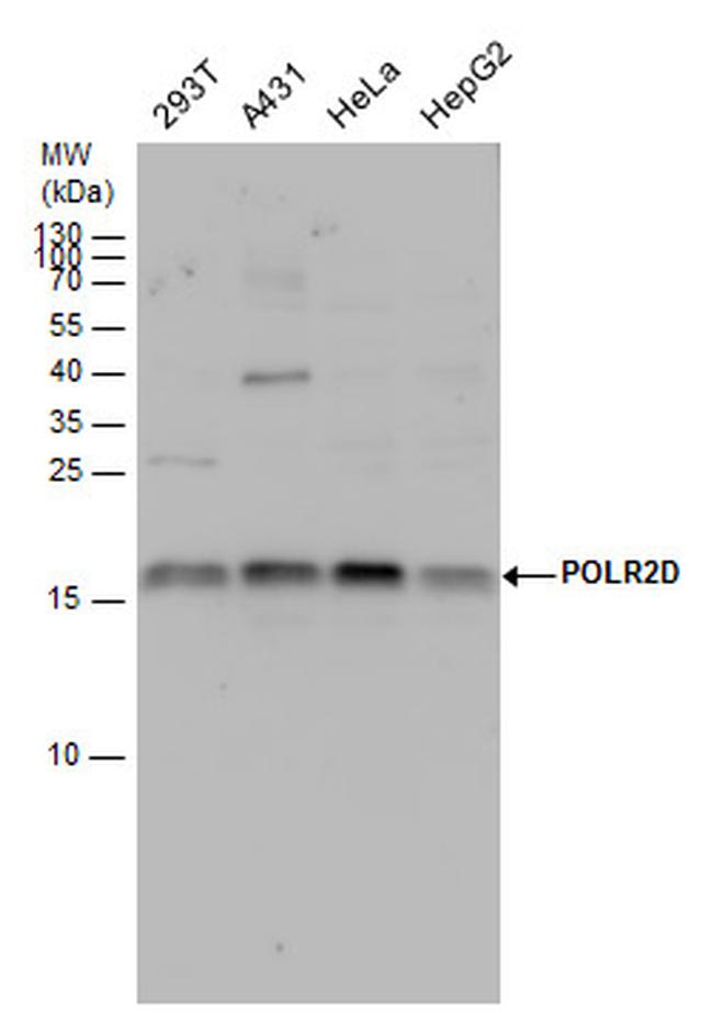 POLR2D Antibody in Western Blot (WB)